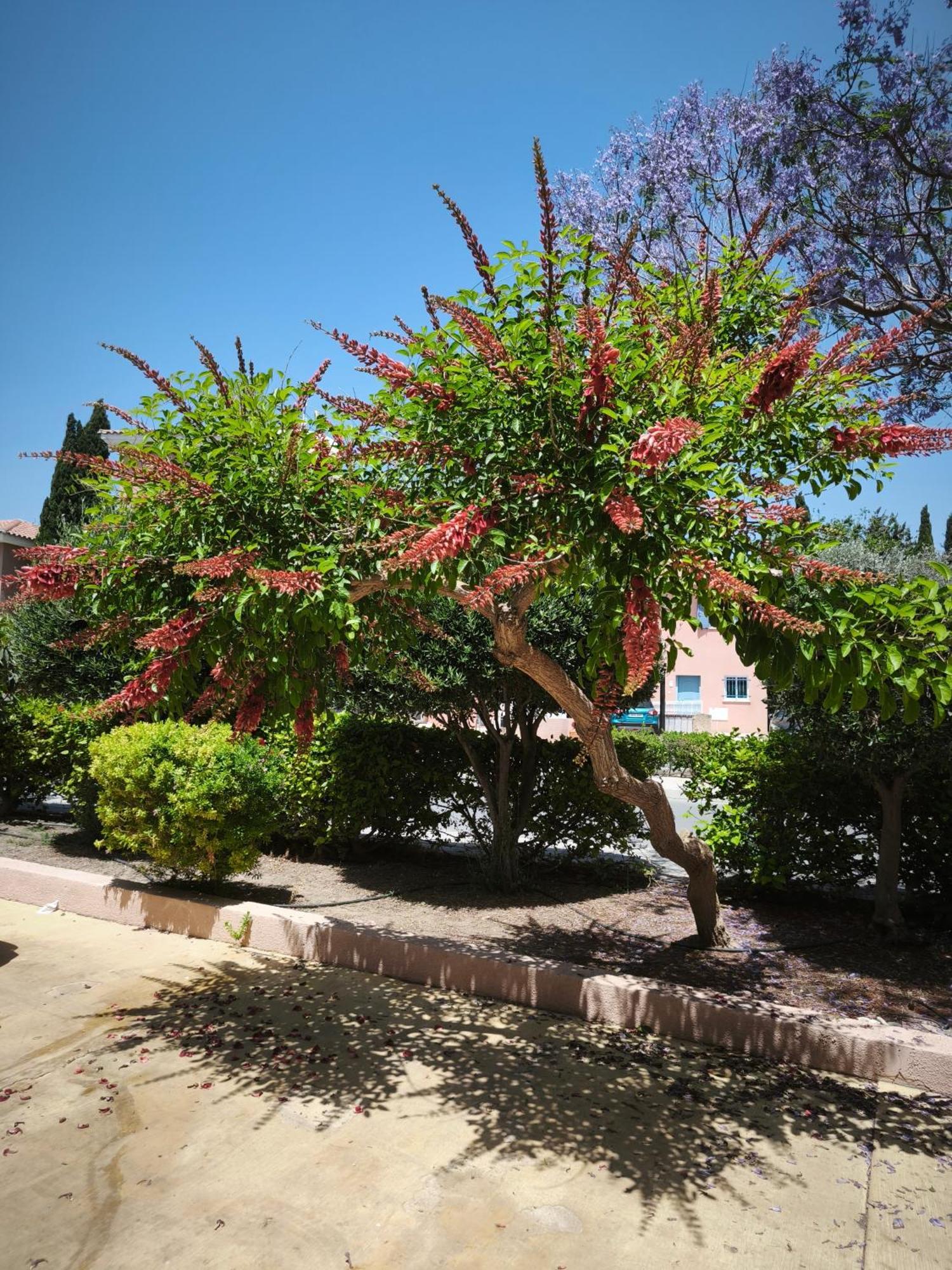 Eden Gardens Villa Paphos Exterior foto